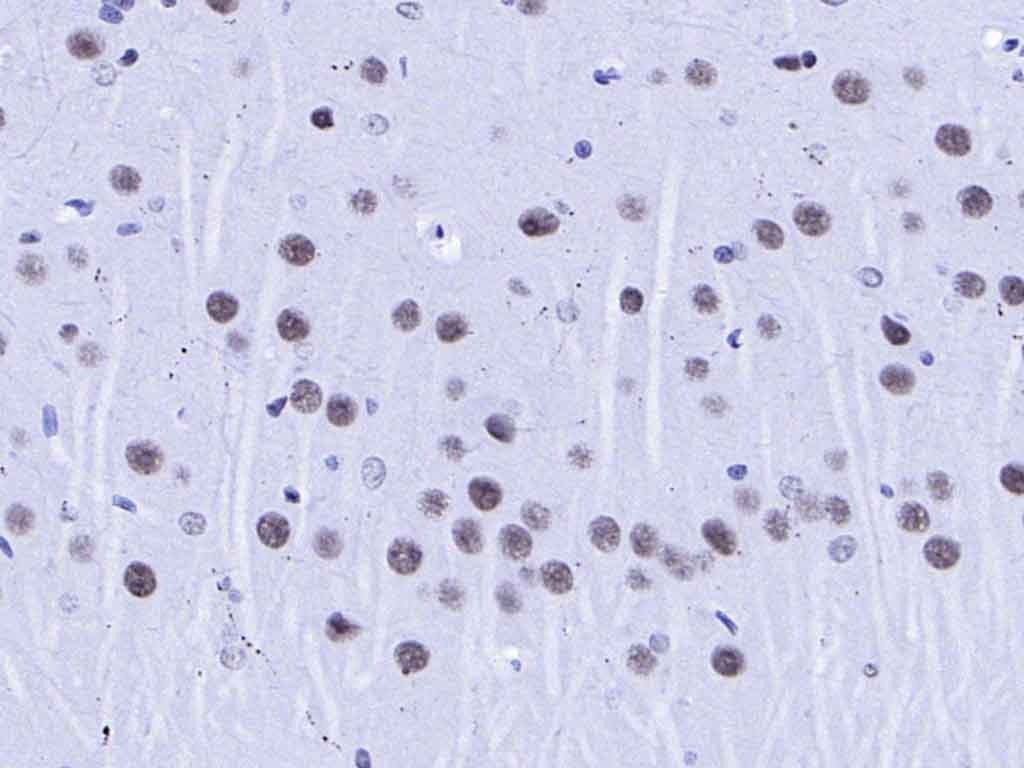 AffiniPure Goat Anti-Rabbit IgG H&L Secondary Antibody-HRP