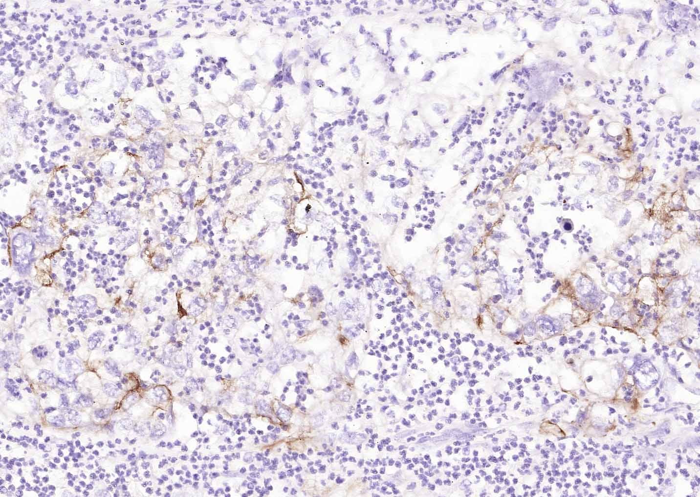 Goat Anti-Mouse IgG H&L Secondary Antibody-Biotin