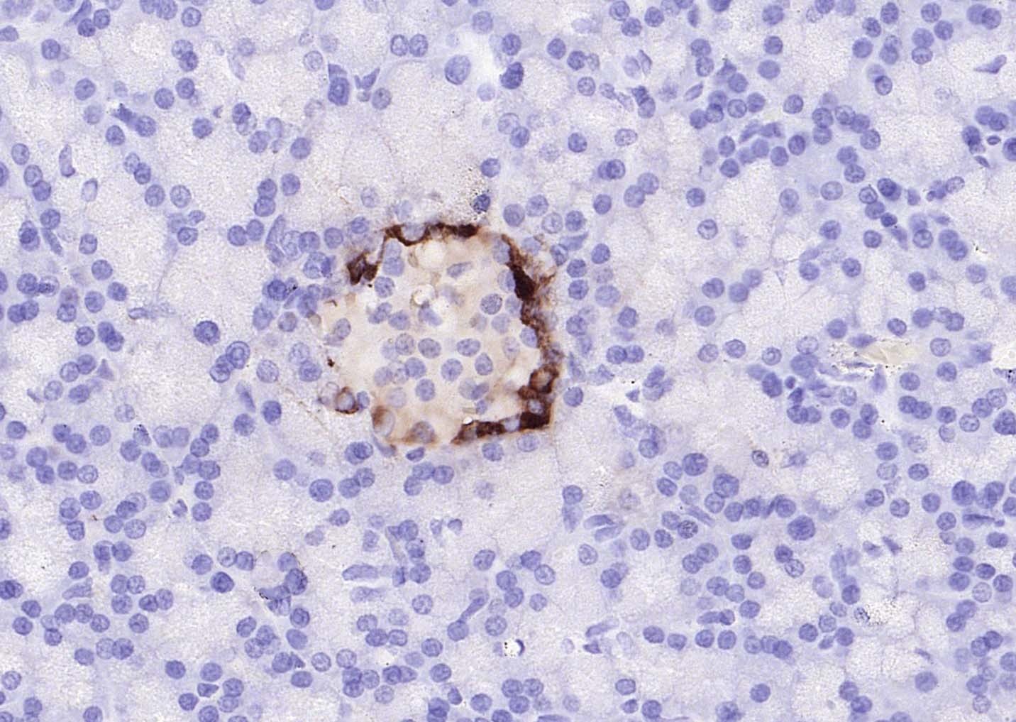 Goat Anti-Mouse IgG H&L Secondary Antibody-Biotin