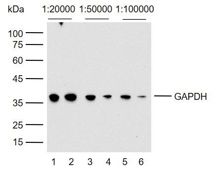 Goat Anti-Mouse IgG H&L Secondary Antibody-HRP
