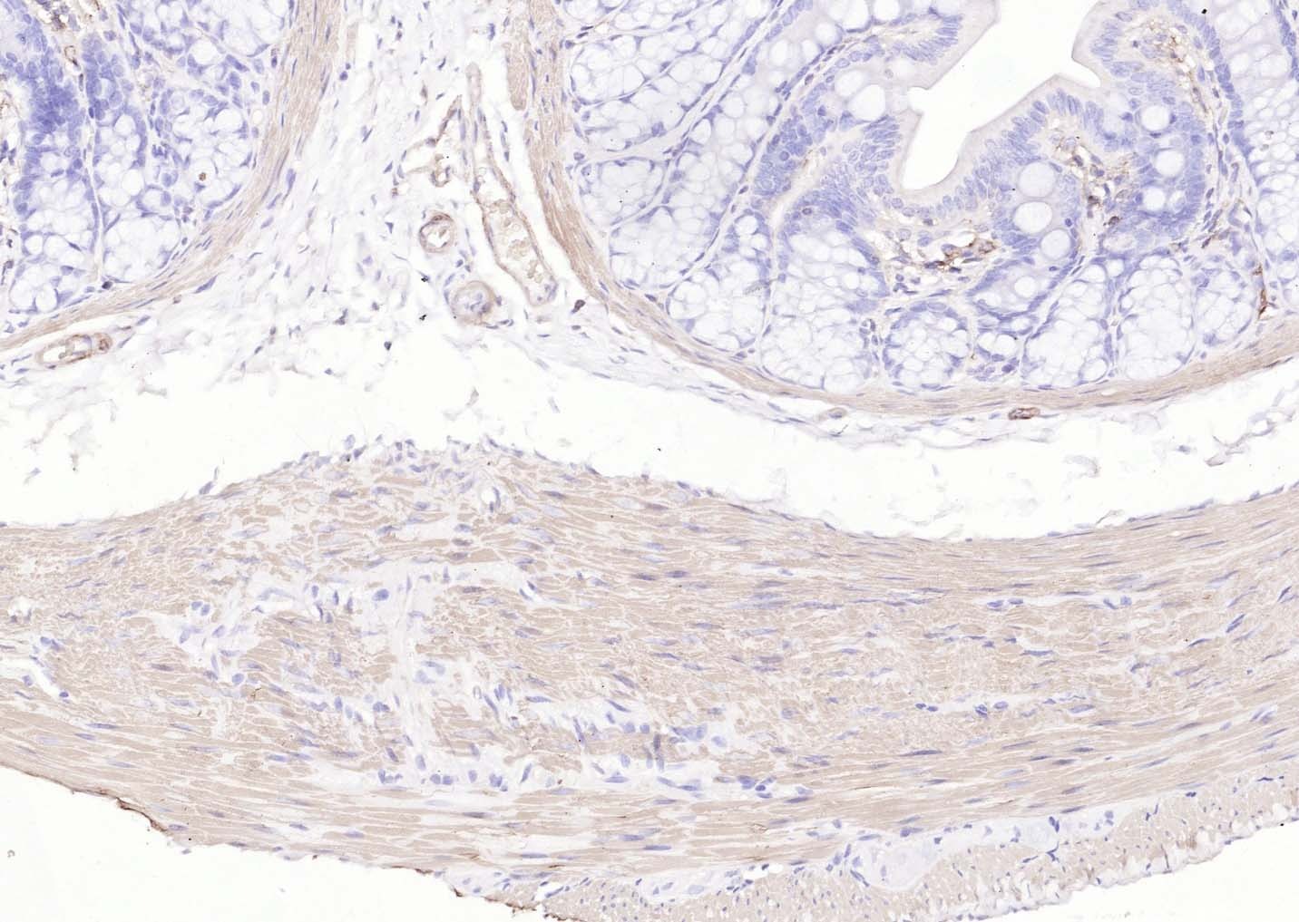 Goat Anti-Mouse IgG H&L Secondary Antibody-Biotin