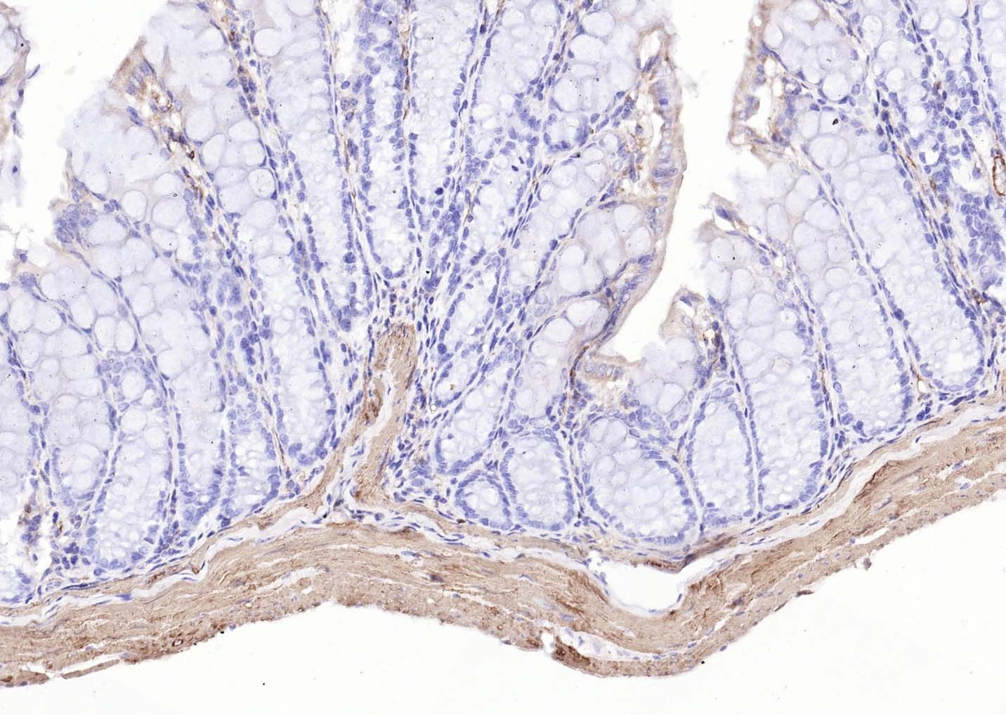 Goat Anti-Mouse IgG H&L Secondary Antibody-Biotin