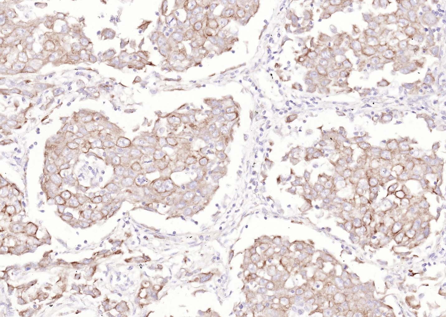Goat Anti-Mouse IgG H&L Secondary Antibody-Biotin