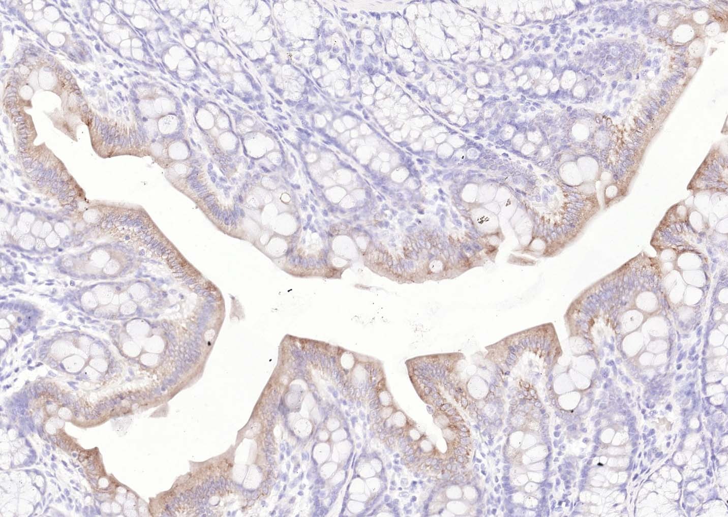 Goat Anti-Mouse IgG H&L Secondary Antibody-Biotin