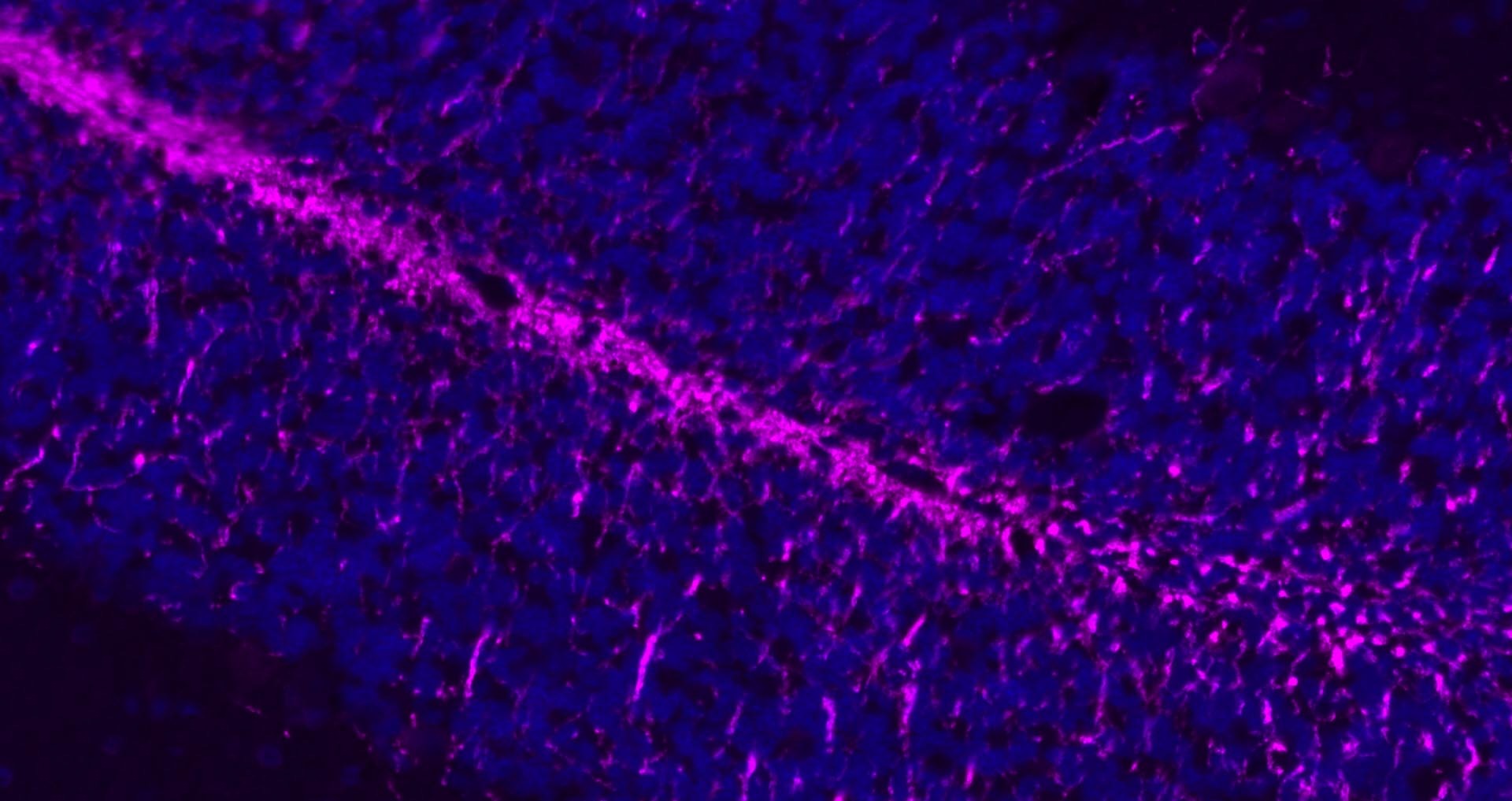 Donkey Anti-Rabbit IgG H&L Secondary Antibody-Cy5