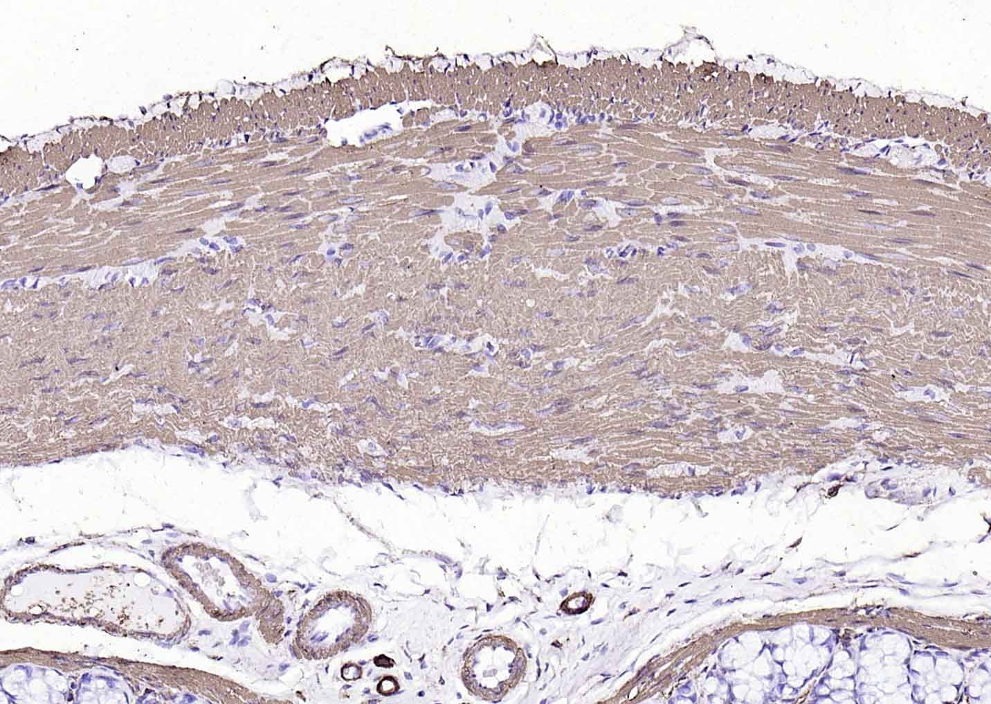 Goat Anti-Mouse IgG H&L Secondary Antibody-HRP
