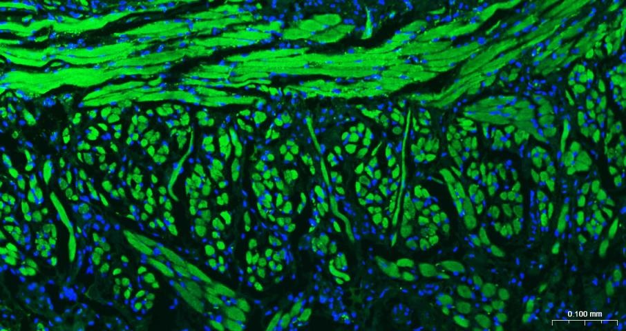 Goat Anti-Rabbit IgG H&L Secondary Antibody-AF488