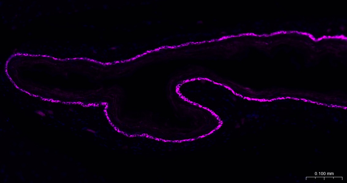 Goat Anti-Rabbit IgG H&L Secondary Antibody-AF647