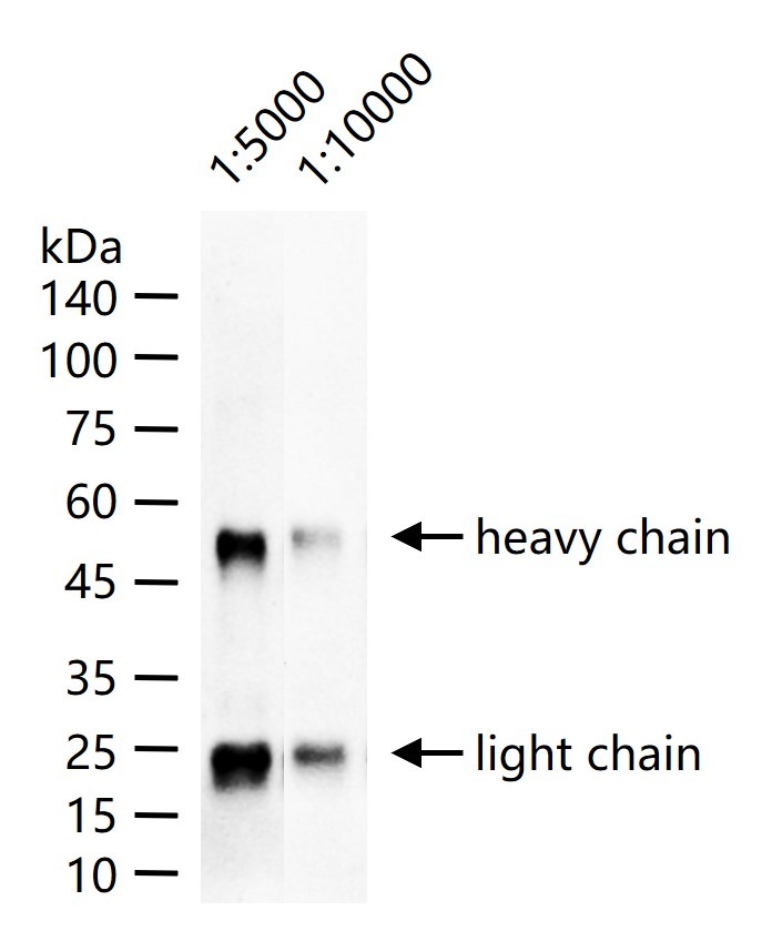 Mouse Anti-Goat IgG H&L Secondary Antibody-HRP