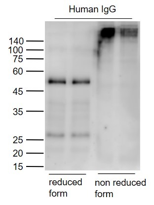 Goat Anti-Human IgG H&L Secondary Antibody-HRP
