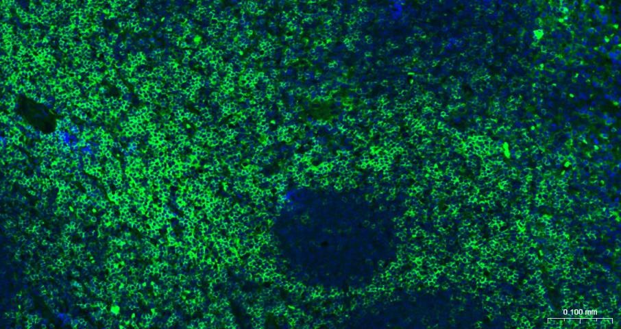 Goat Anti-Rabbit IgG H&L Secondary Antibody-AF488