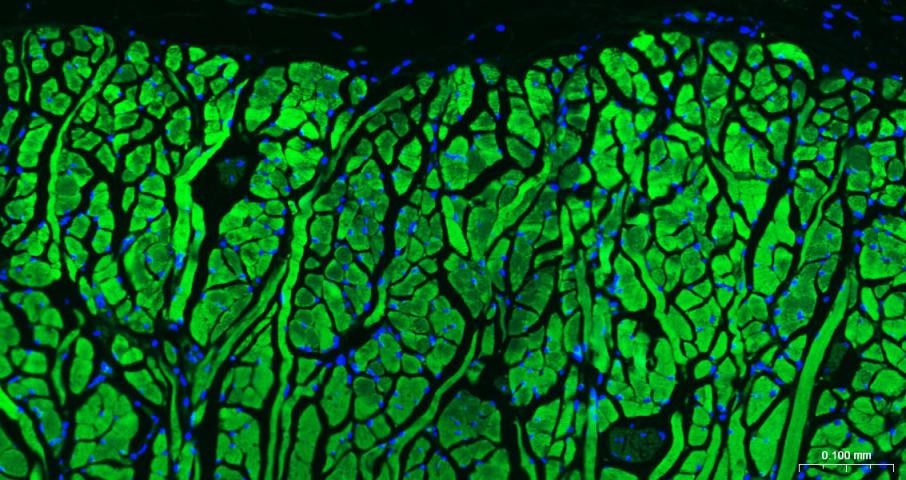 Goat Anti-Rabbit IgG H&L Secondary Antibody-AF488