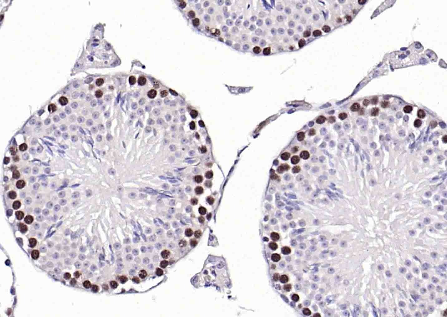 Goat Anti-Mouse IgG H&L Secondary Antibody-HRP