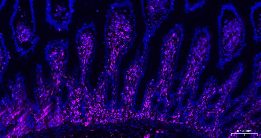 Goat Anti-Mouse IgG H&L Secondary Antibody-AF647