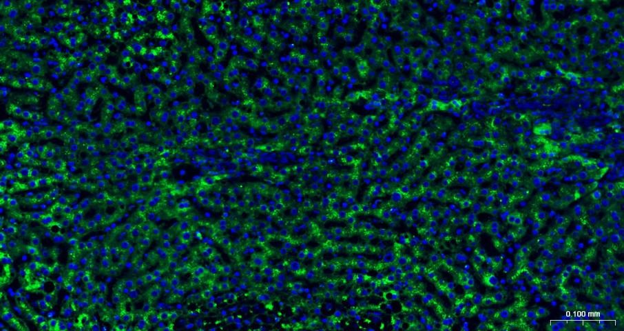 Goat Anti-Mouse IgG H&L Secondary Antibody-AF488