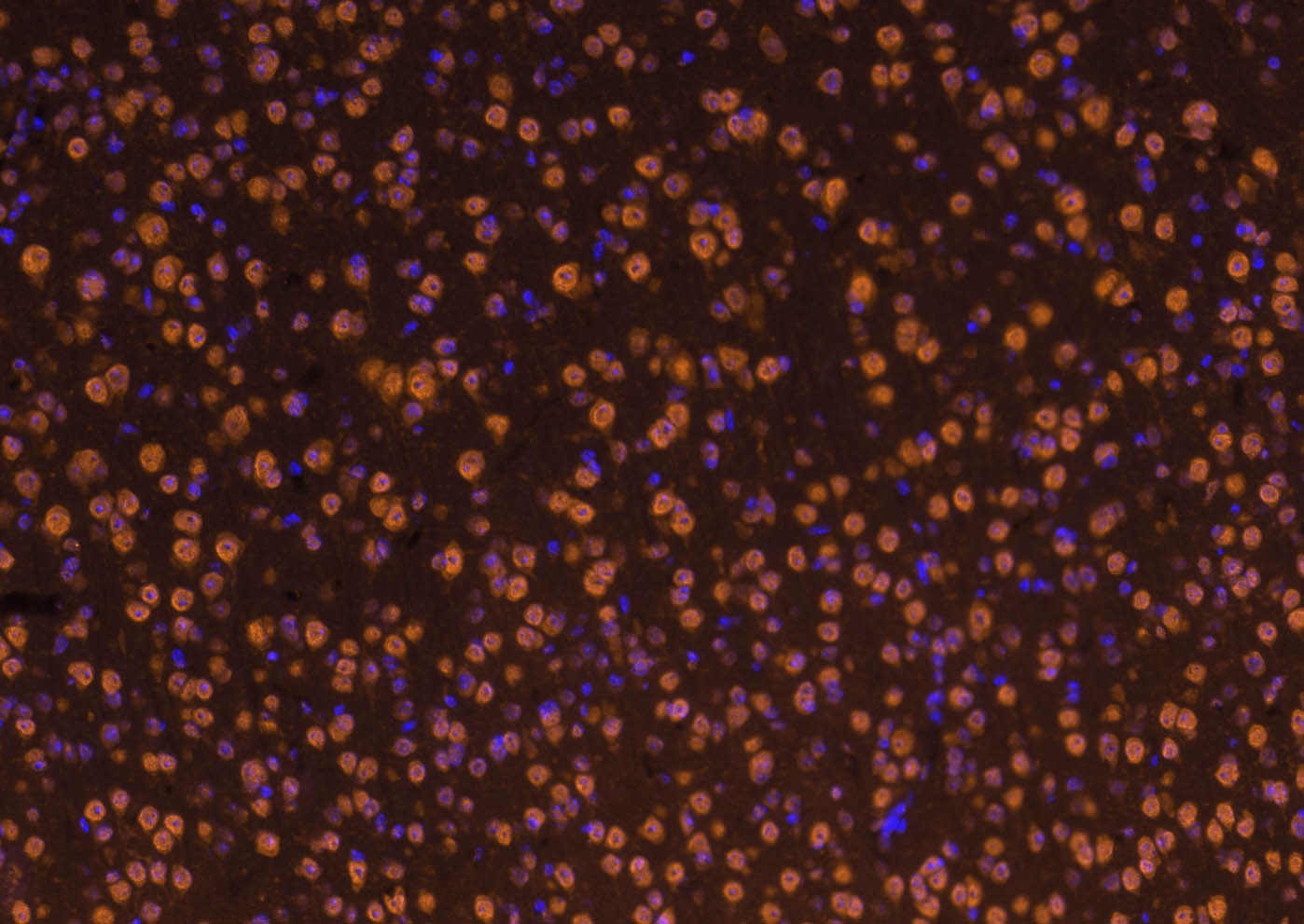 Goat Anti-Rabbit IgG H&L Secondary Antibody-Cy3