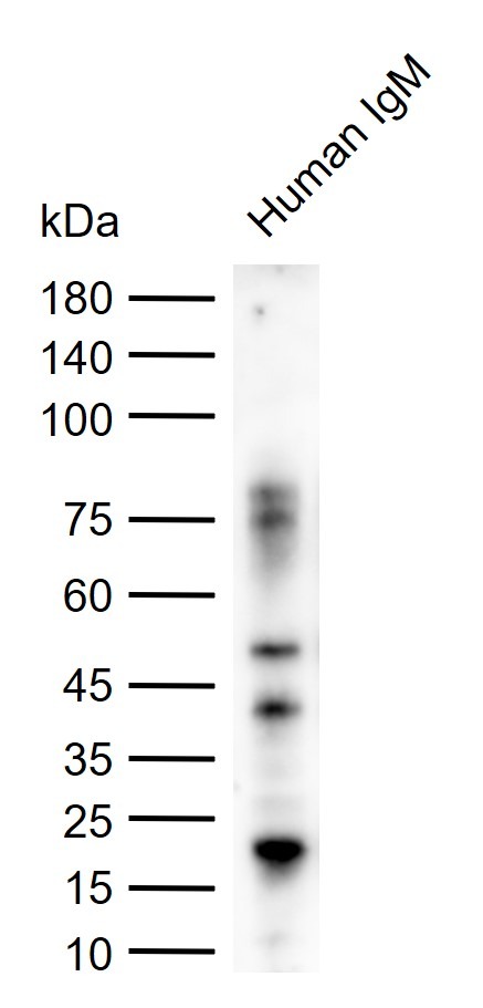 Goat Anti-Human IgM Secondary Antibody-HRP