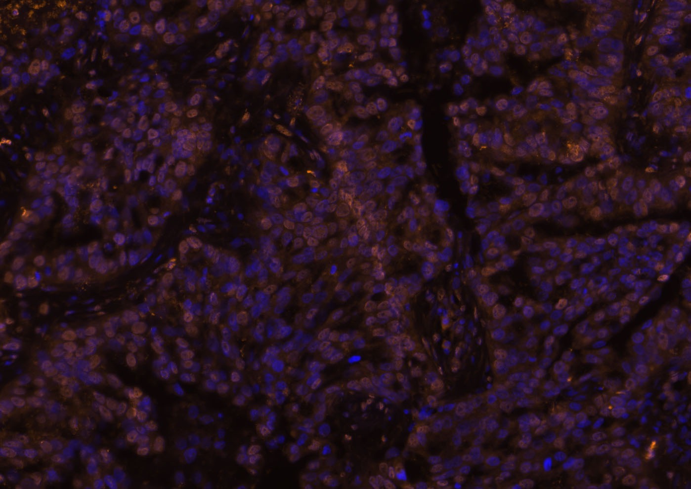 Goat Anti-Rabbit IgG H&L Secondary Antibody-Cy3