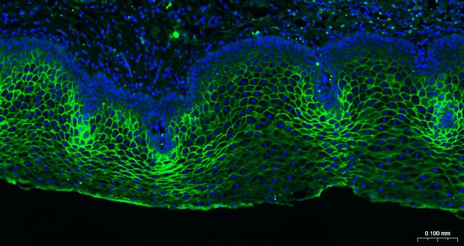 Goat Anti-Mouse IgG H&L Secondary Antibody-AF488