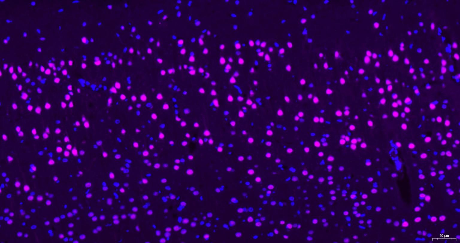 Goat Anti-Rabbit IgG H&L Secondary Antibody-Cy5