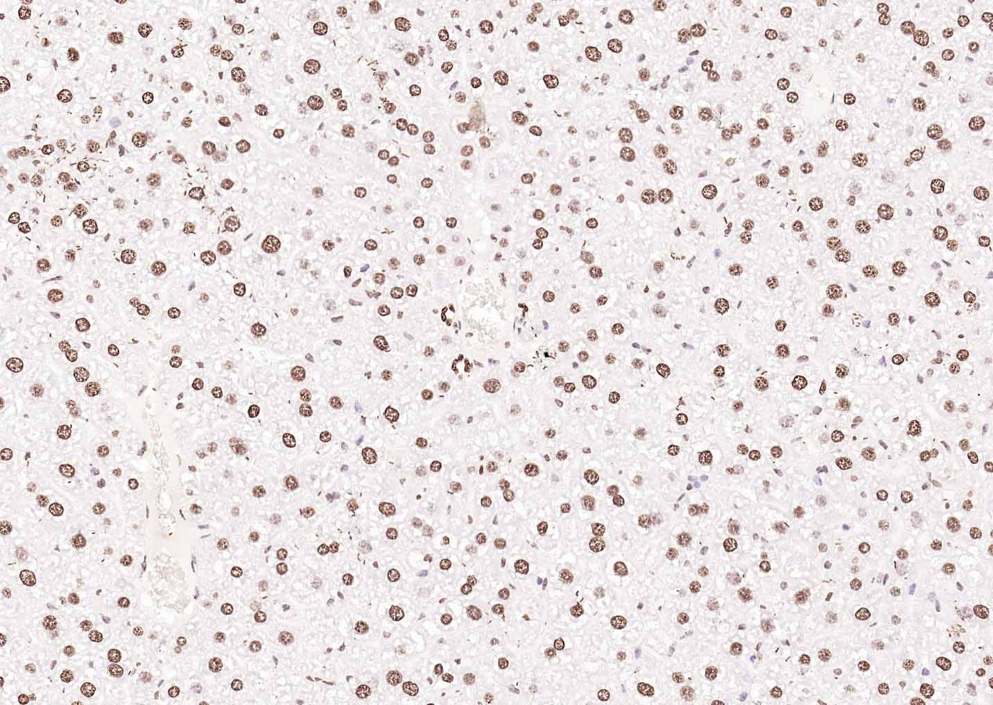 Goat Anti-Rabbit IgG H&L Secondary Antibody-Biotin