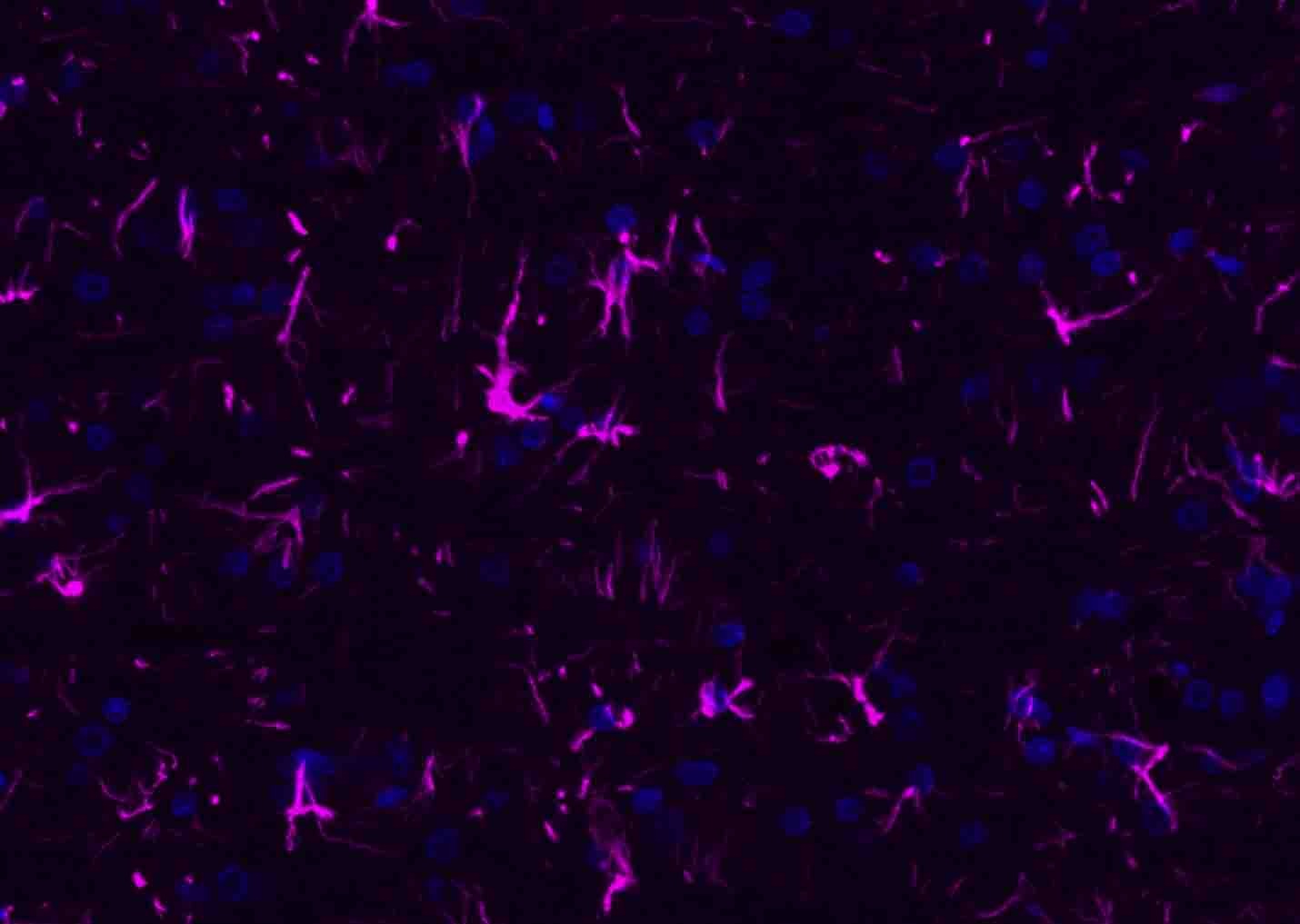Donkey Anti-Rabbit IgG H&L Secondary Antibody-AF647