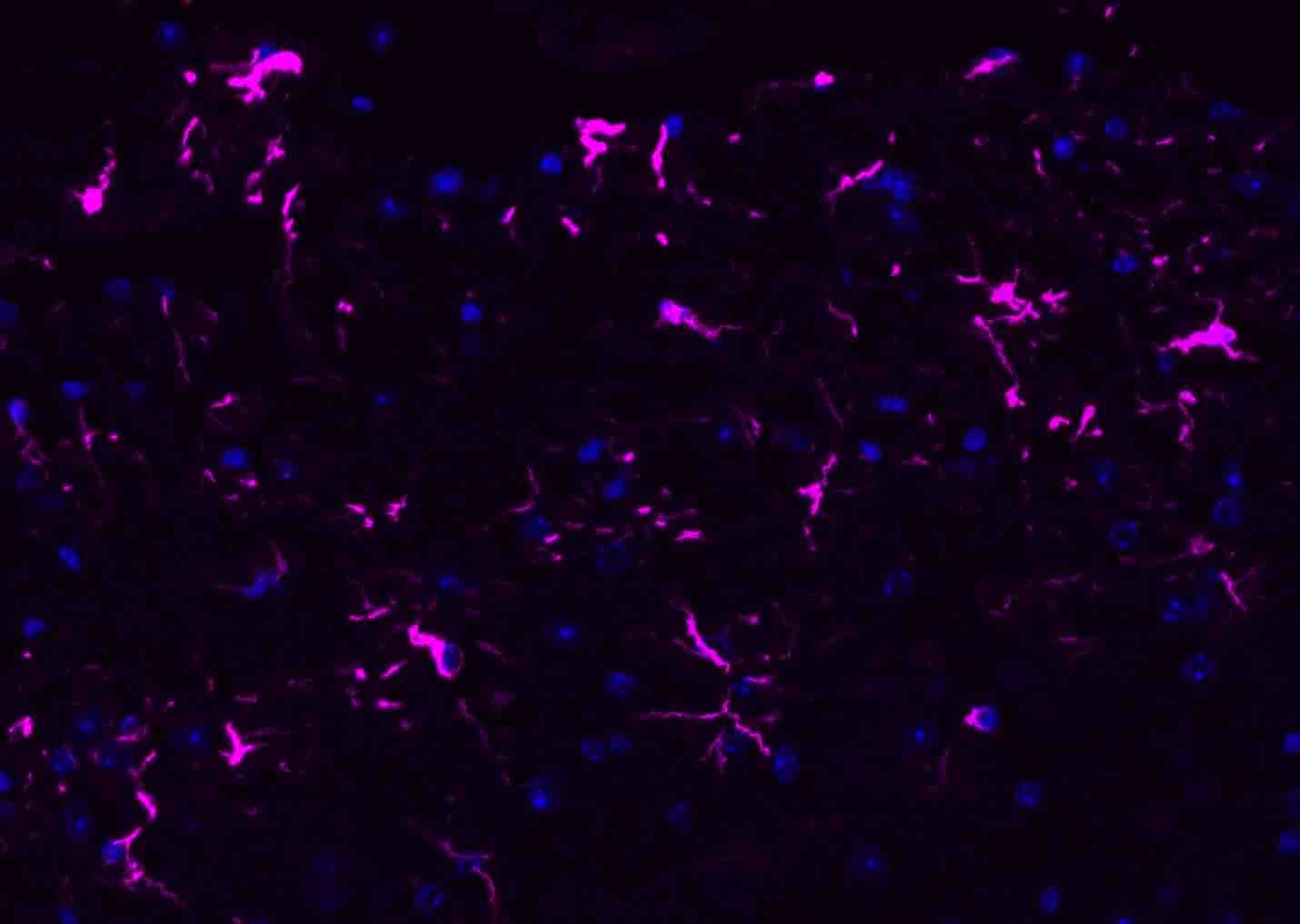 Donkey Anti-Rabbit IgG H&L Secondary Antibody-AF647
