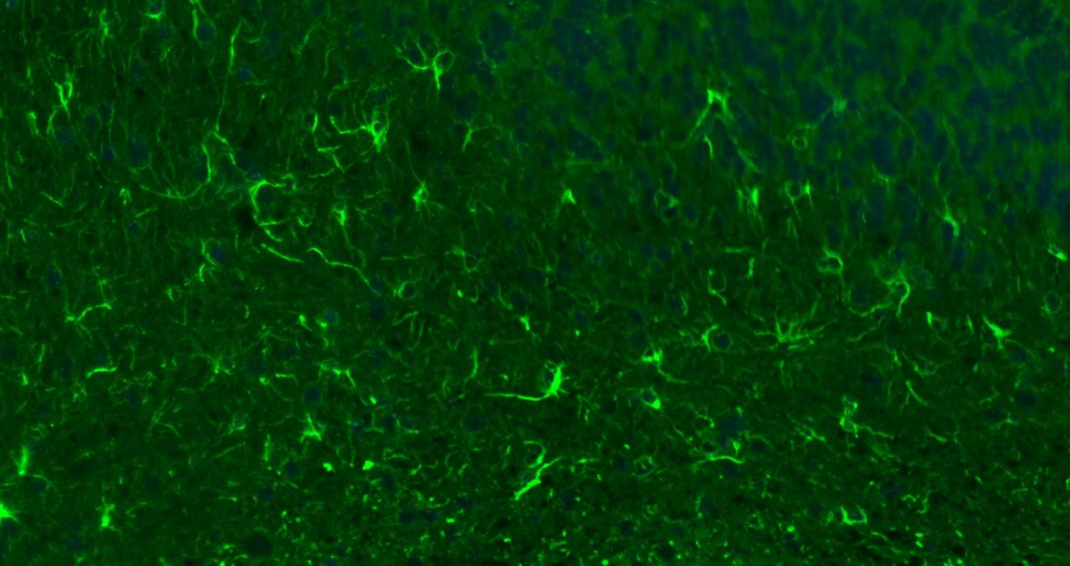 Goat Anti-Rabbit IgG H&L Secondary Antibody-FITC