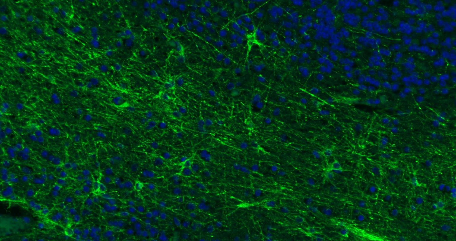 Goat Anti-Rabbit IgG H&L Secondary Antibody-FITC
