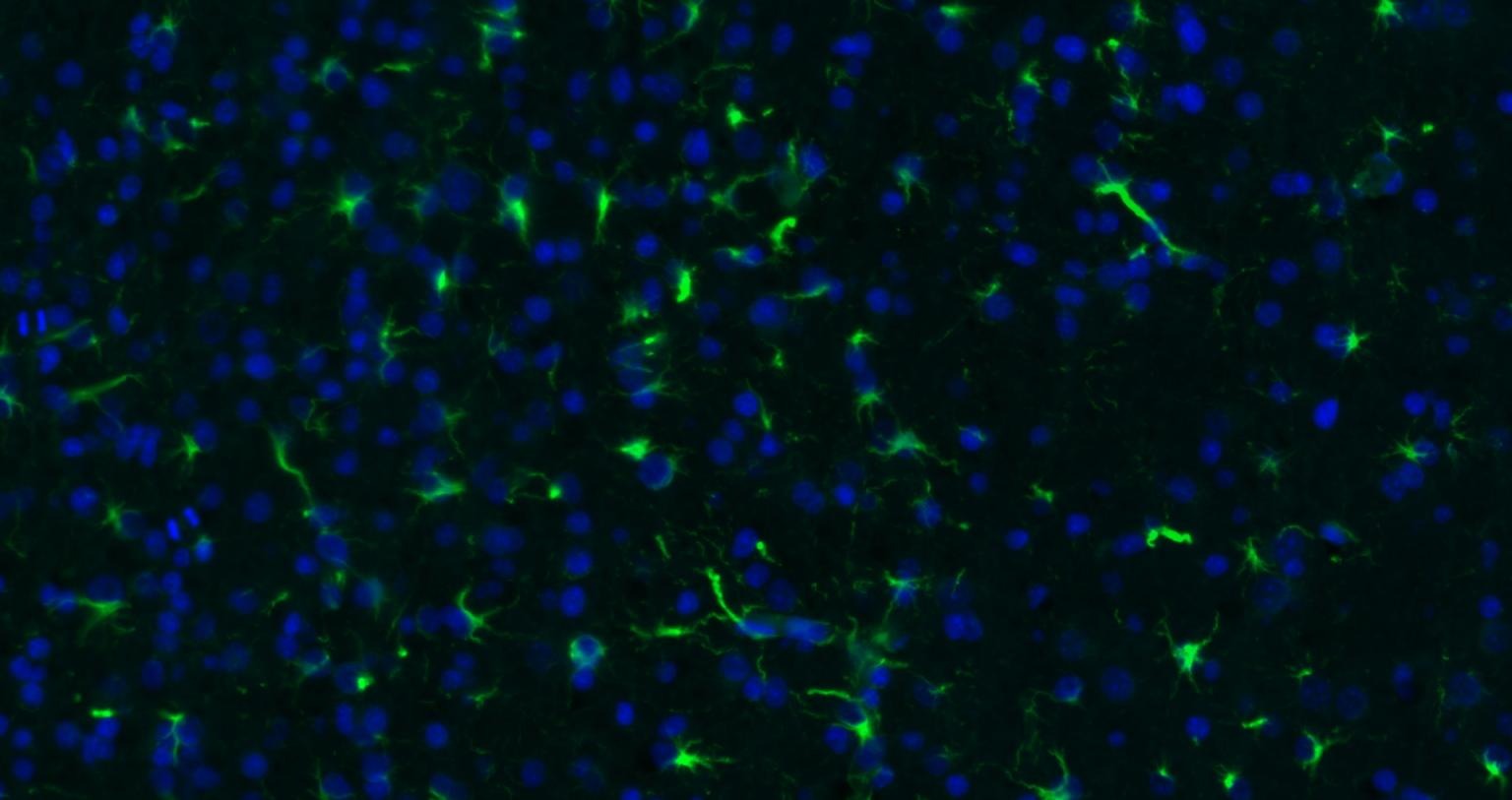 Goat Anti-Rabbit IgG H&L Secondary Antibody-FITC