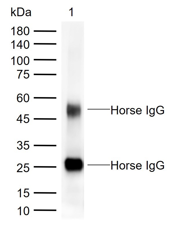 Rabbit Anti-Horse IgG H&L Secondary Antibody-HRP