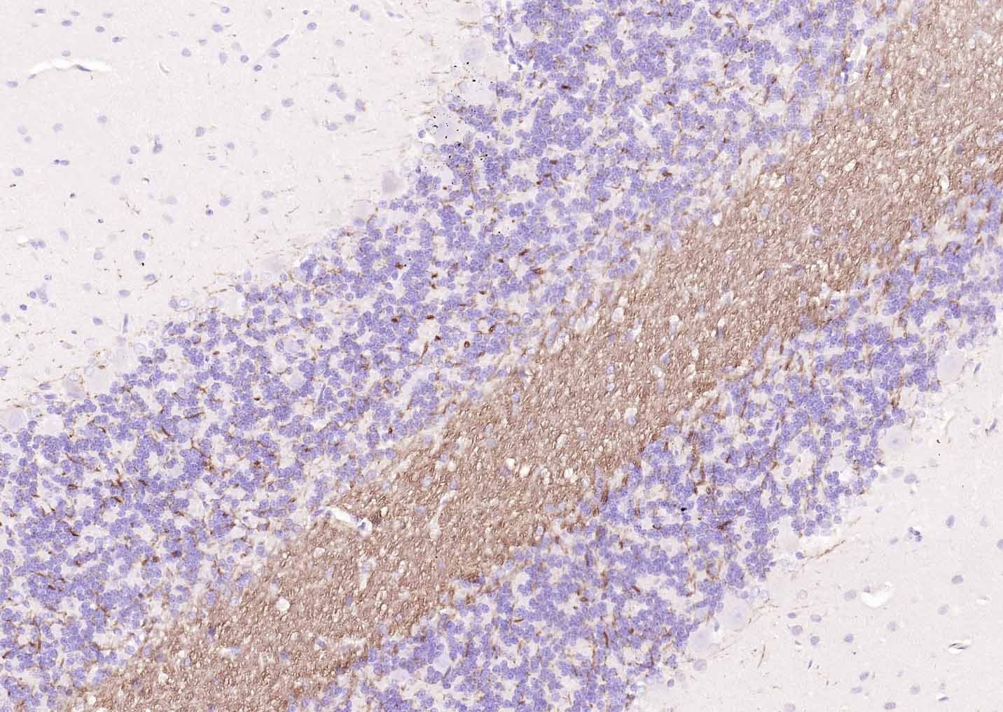 Goat Anti-Rabbit IgG H&L Secondary Antibody-Biotin