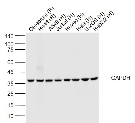 AffiniPure Goat Anti-Mouse IgG H&L Secondary Antibody-IRDye 800CW