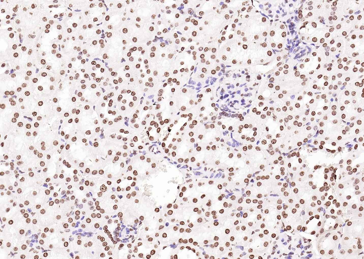 Goat Anti-Rabbit IgG H&L Secondary Antibody-Biotin
