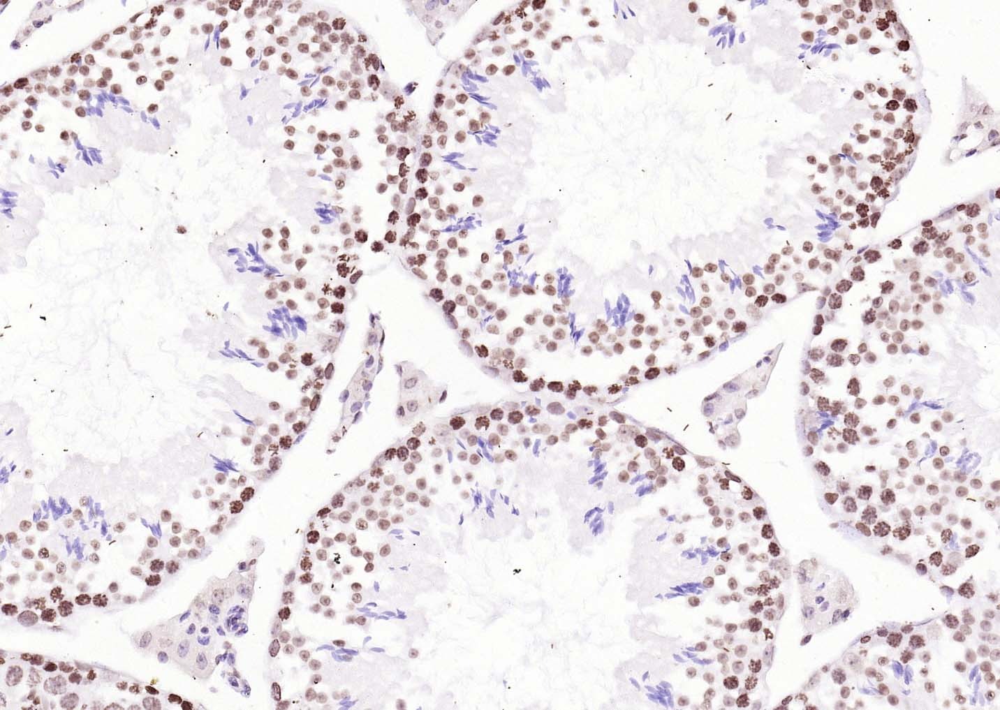 Goat Anti-Rabbit IgG H&L Secondary Antibody-Biotin