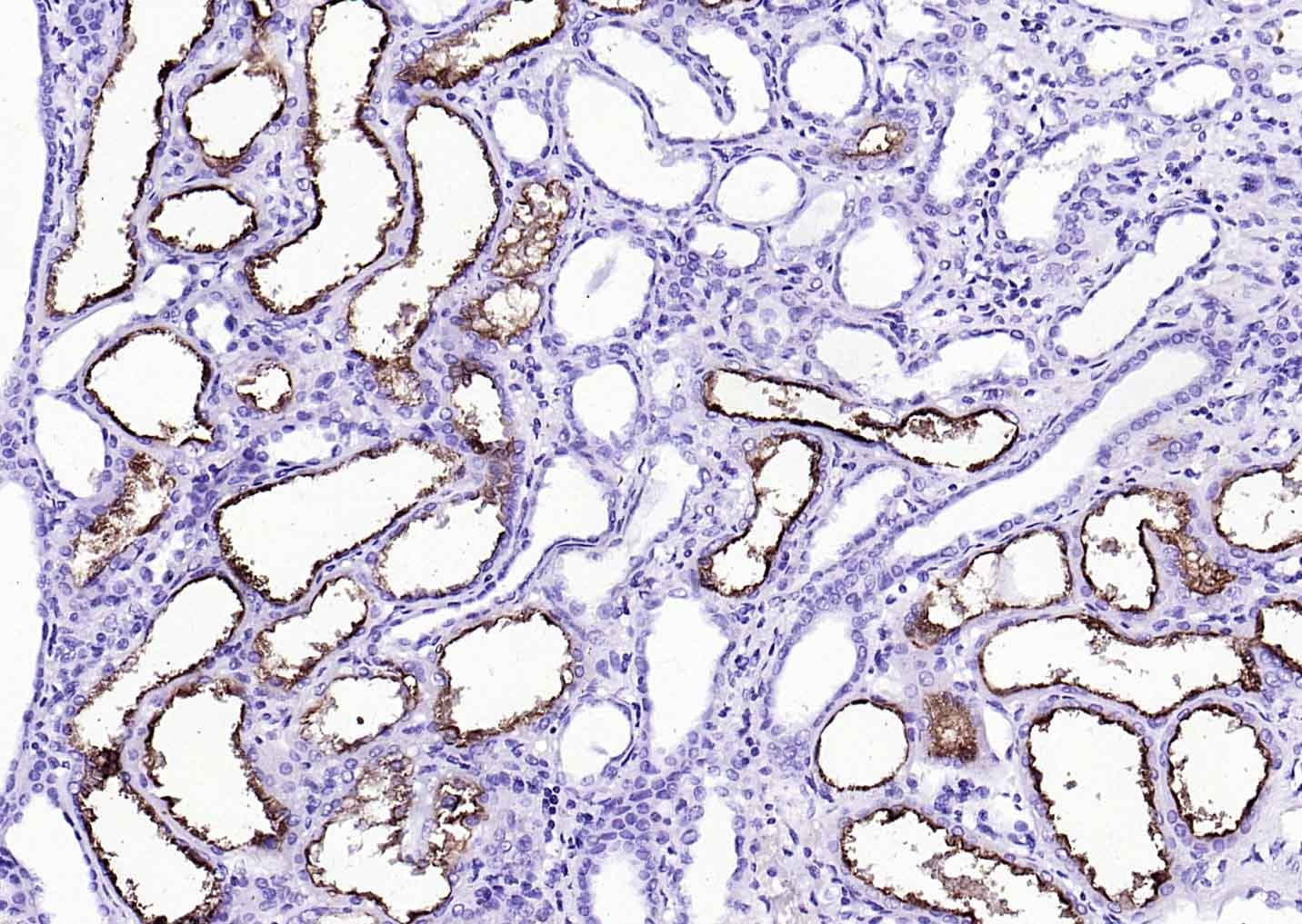 Goat Anti-Rabbit IgG H&L Secondary Antibody-HRP
