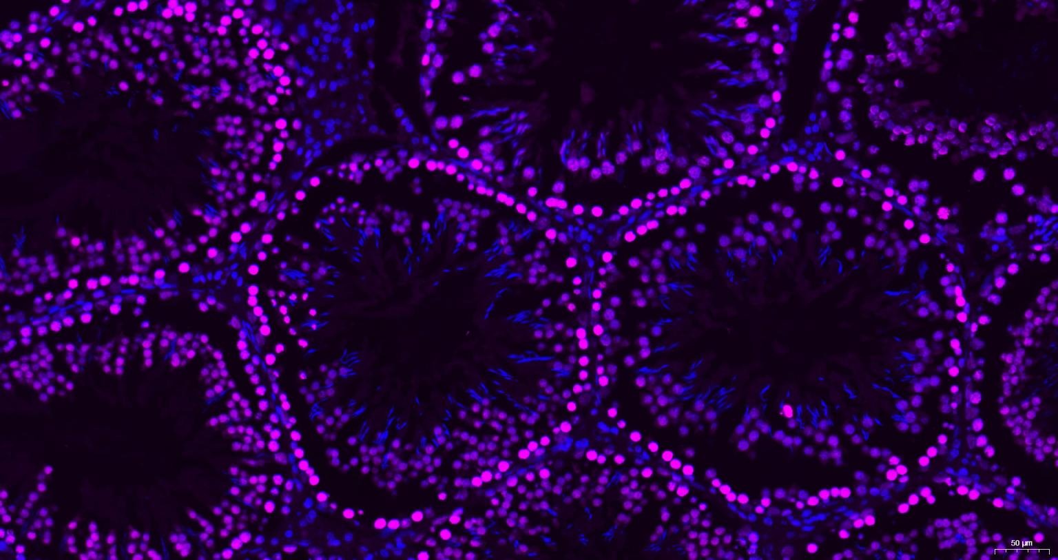 Goat Anti-Mouse IgG H&L Secondary Antibody-Cy5