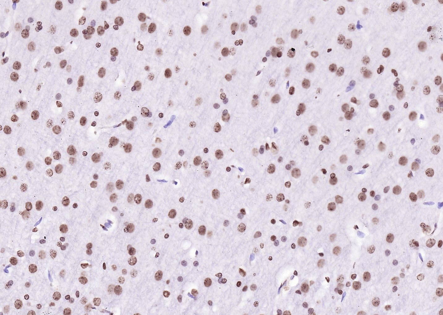 Goat Anti-Rabbit IgG H&L Secondary Antibody-Biotin