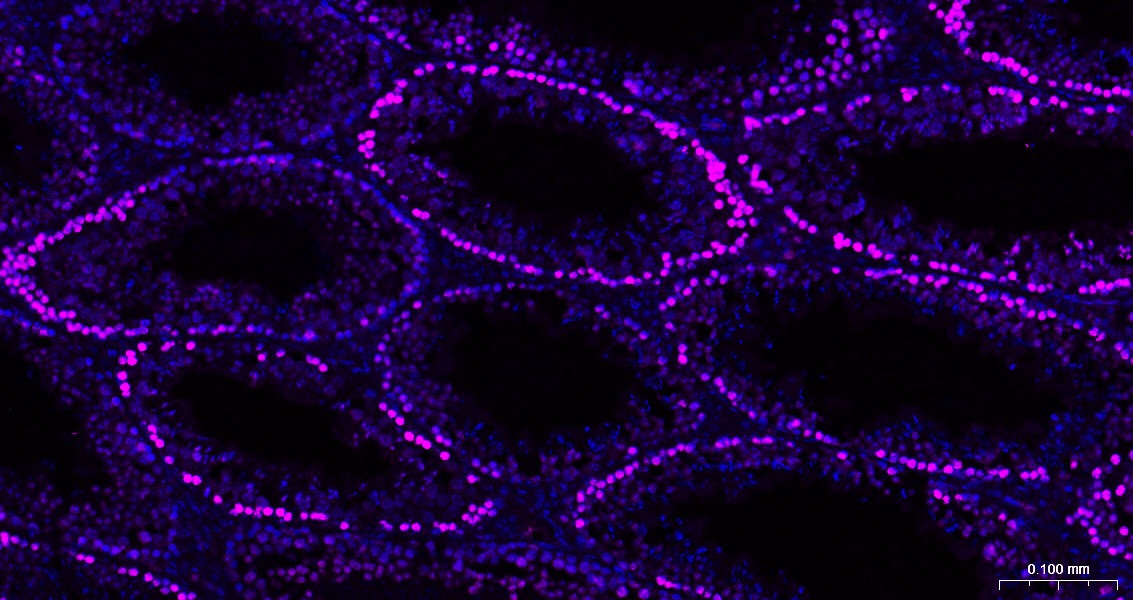 Goat Anti-Mouse IgG H&L Secondary Antibody-Cy5