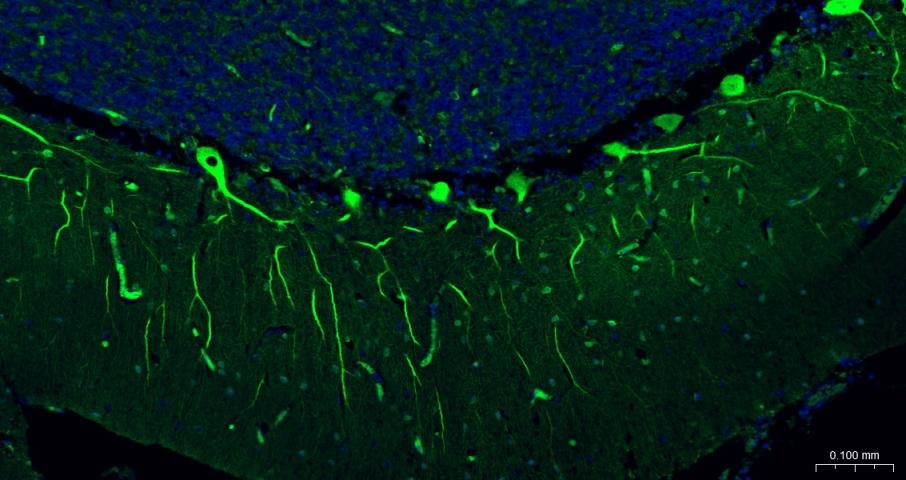 Goat Anti-Mouse IgG H&L Secondary Antibody-FITC