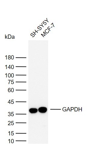 Goat Anti-Rabbit IgG H&L Secondary Antibody-HRP