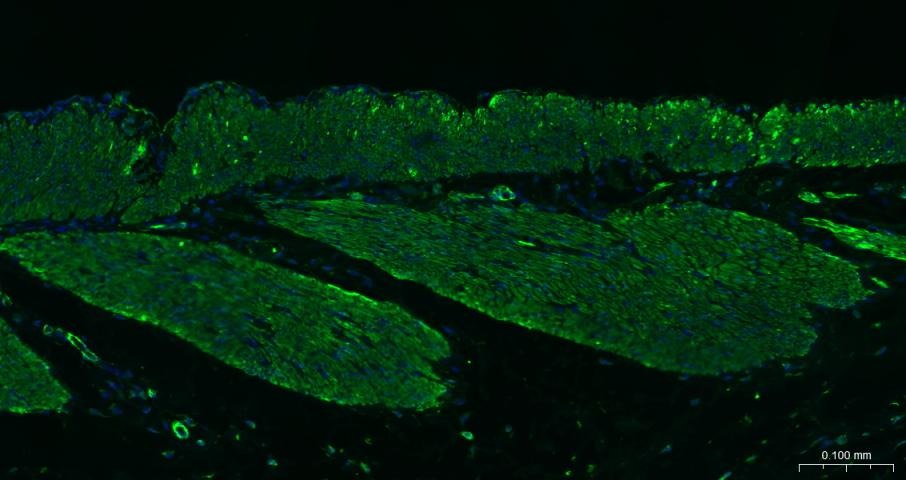 Goat Anti-Mouse IgG H&L Secondary Antibody-FITC