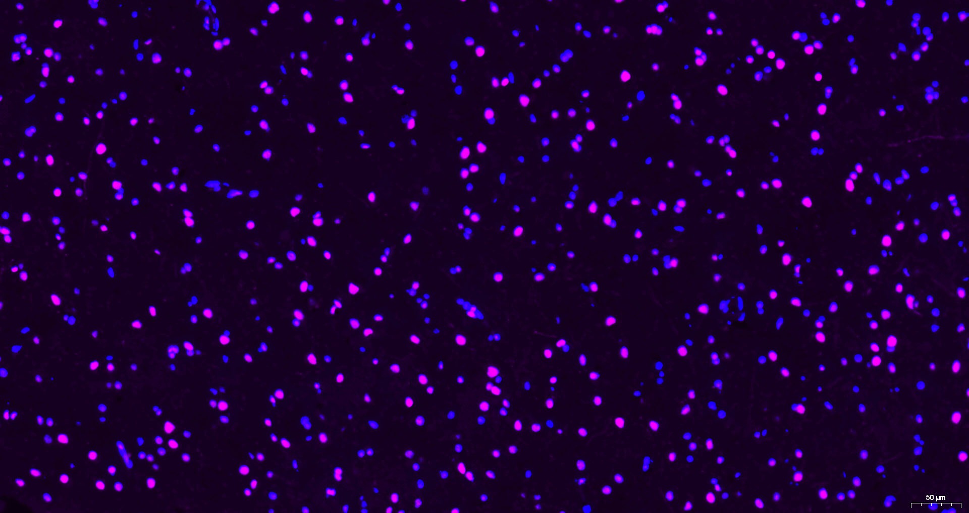Goat Anti-Mouse IgG H&L Secondary Antibody-Cy5
