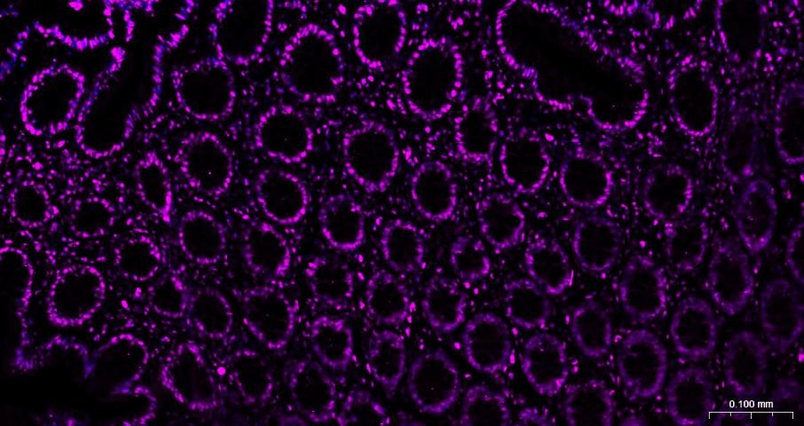 Goat Anti-Mouse IgG H&L Secondary Antibody-Cy5