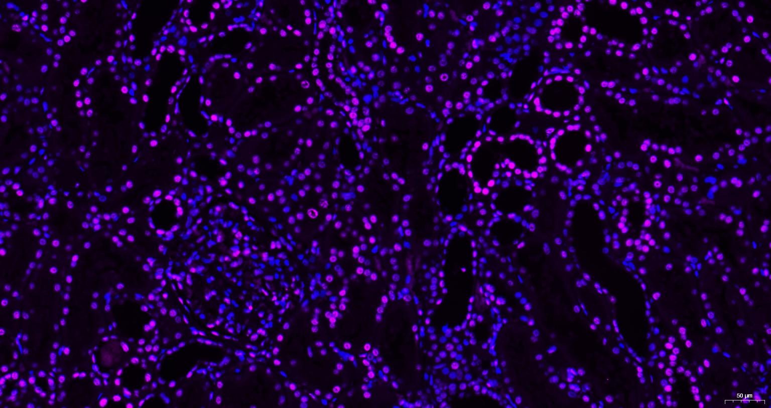 Goat Anti-Mouse IgG H&L Secondary Antibody-Cy5