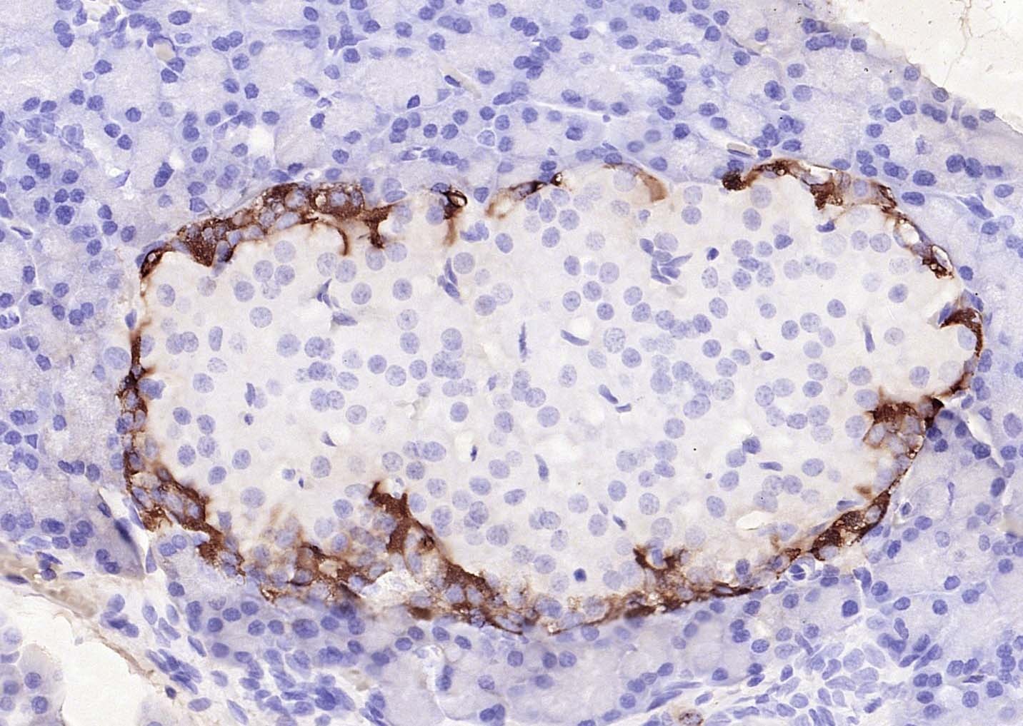Goat Anti-Mouse IgG H&L Secondary Antibody-Biotin