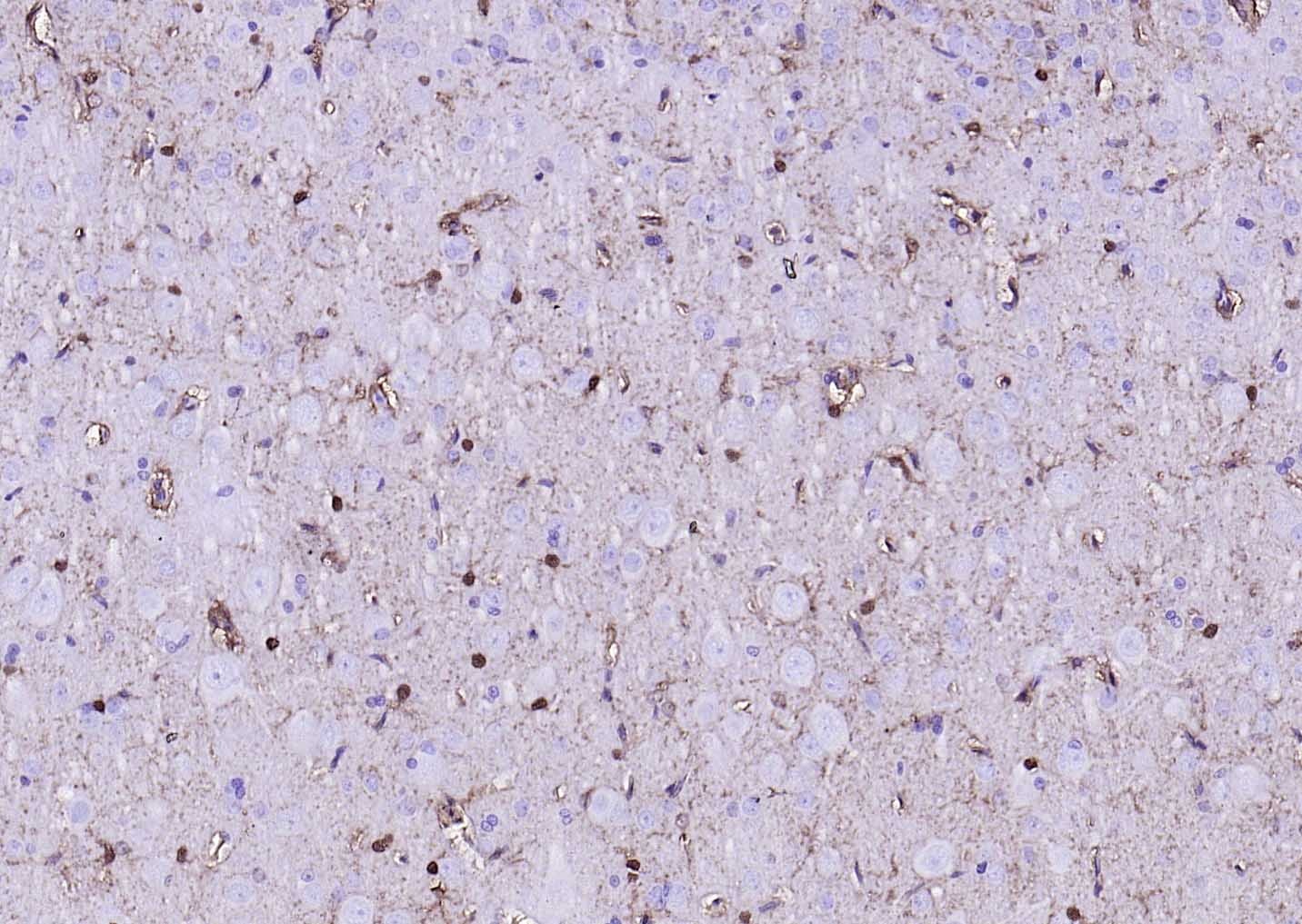 Goat Anti-Mouse IgG H&L Secondary Antibody-HRP