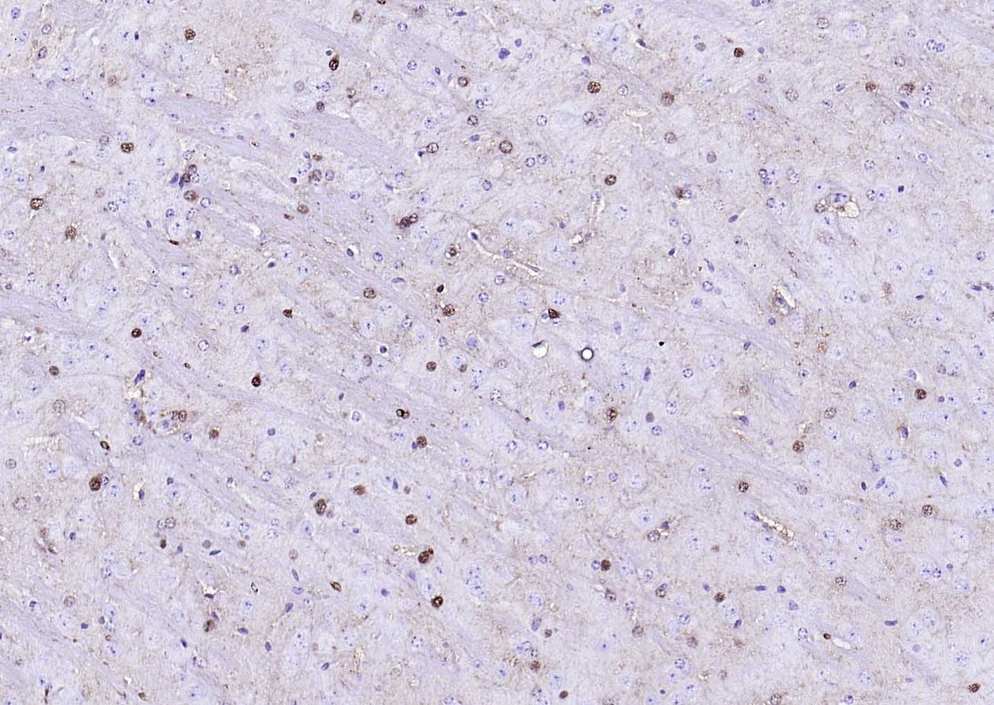Goat Anti-Mouse IgG H&L Secondary Antibody-HRP