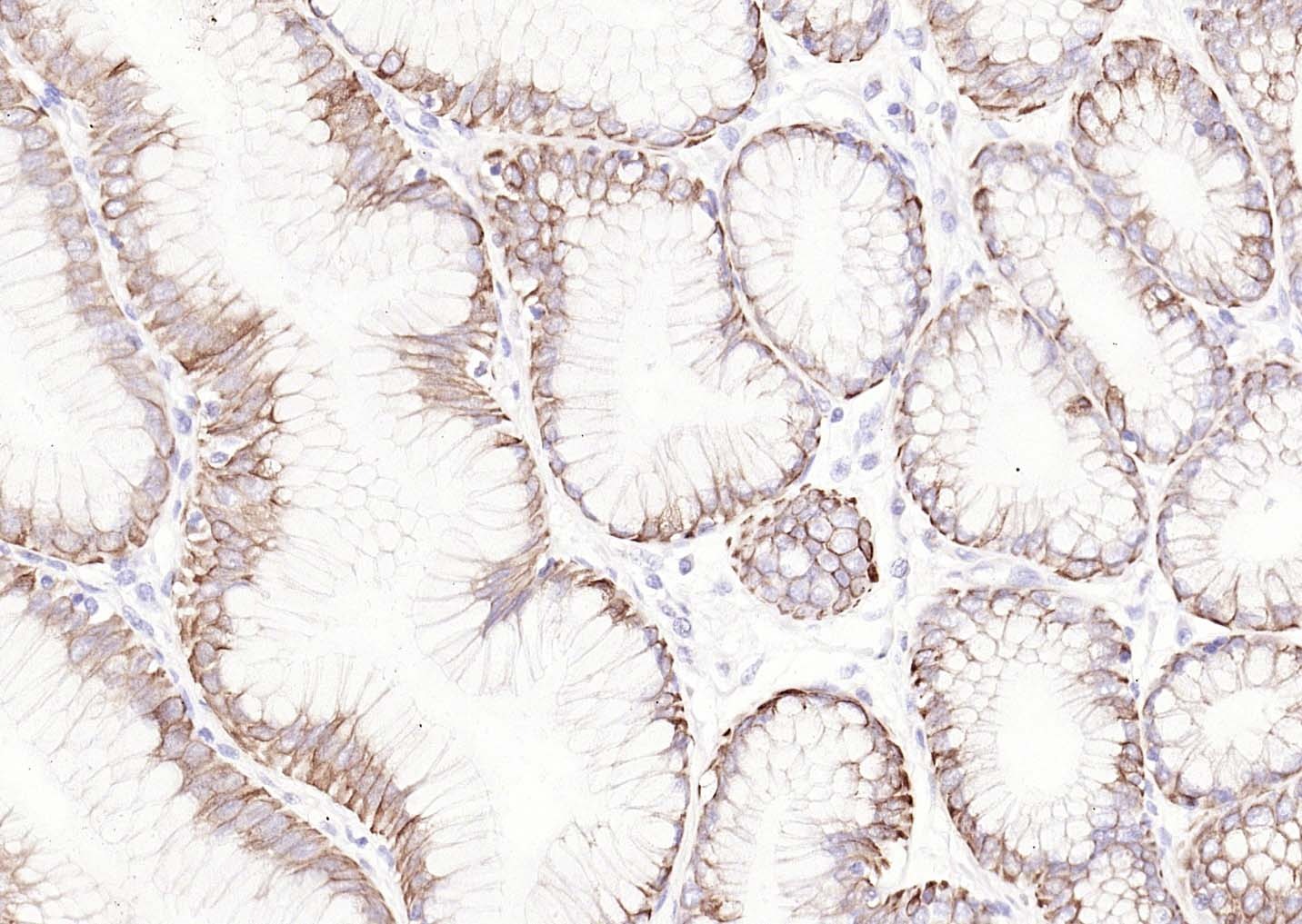Goat Anti-Mouse IgG H&L Secondary Antibody-Biotin