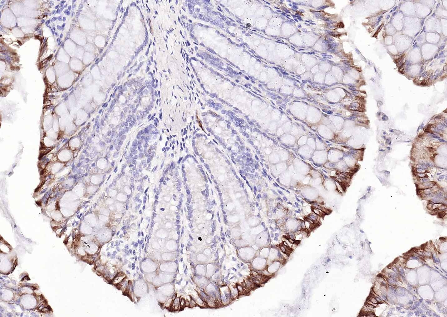 Goat Anti-Mouse IgG H&L Secondary Antibody-Biotin